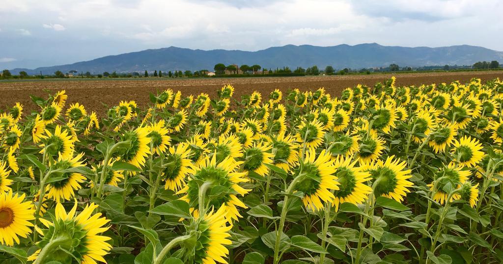 Agriturismo La Colmata Cesa  Екстериор снимка
