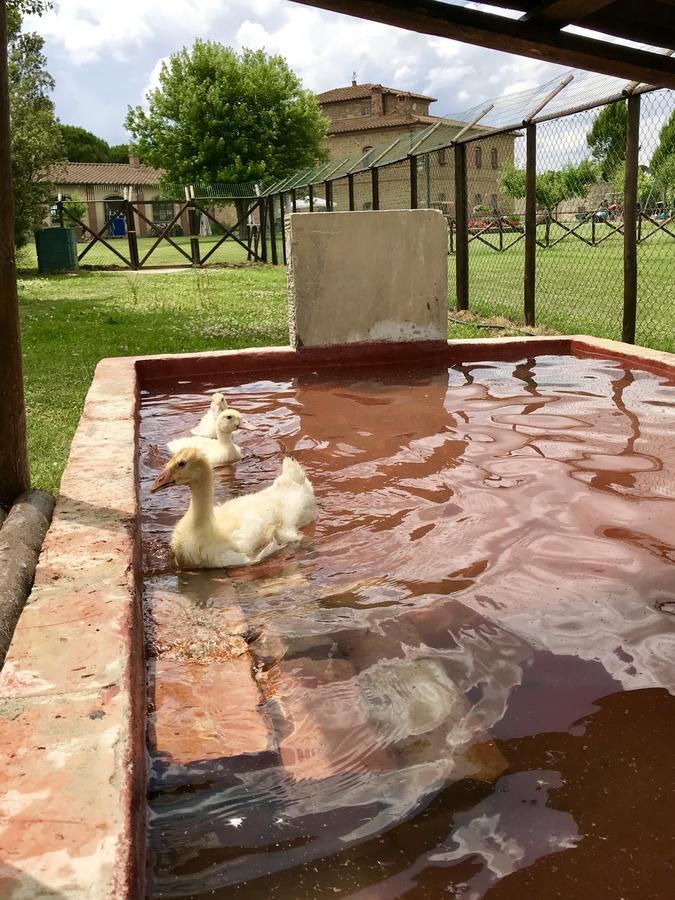 Agriturismo La Colmata Cesa  Екстериор снимка